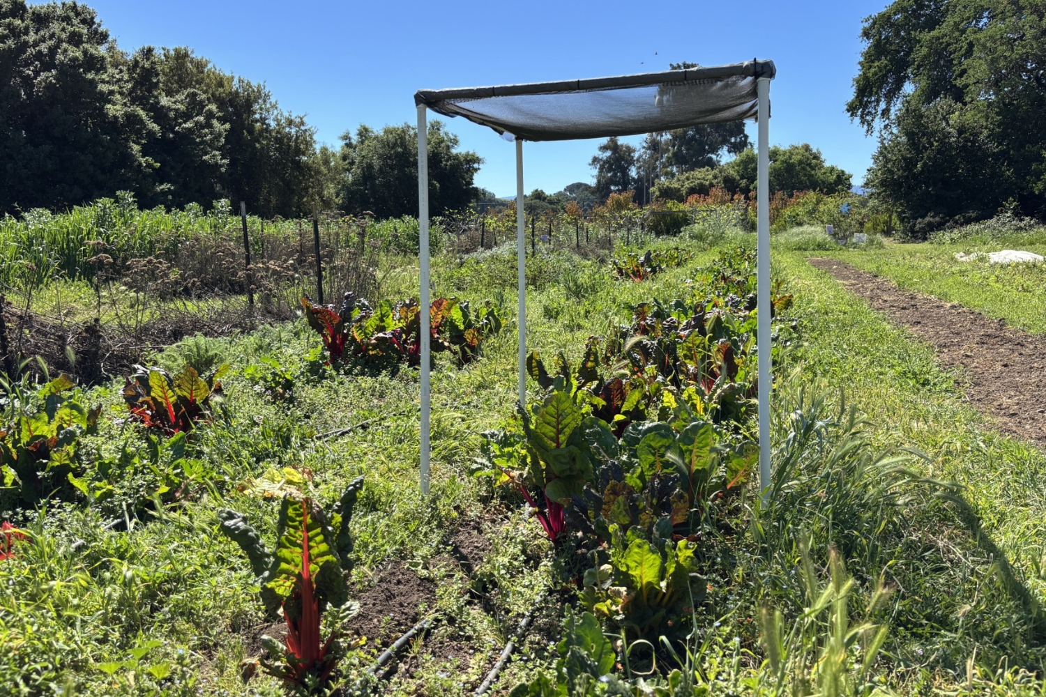 Shade structures built over vegetation on the O’Donohue Family Stanford Educational Farm.