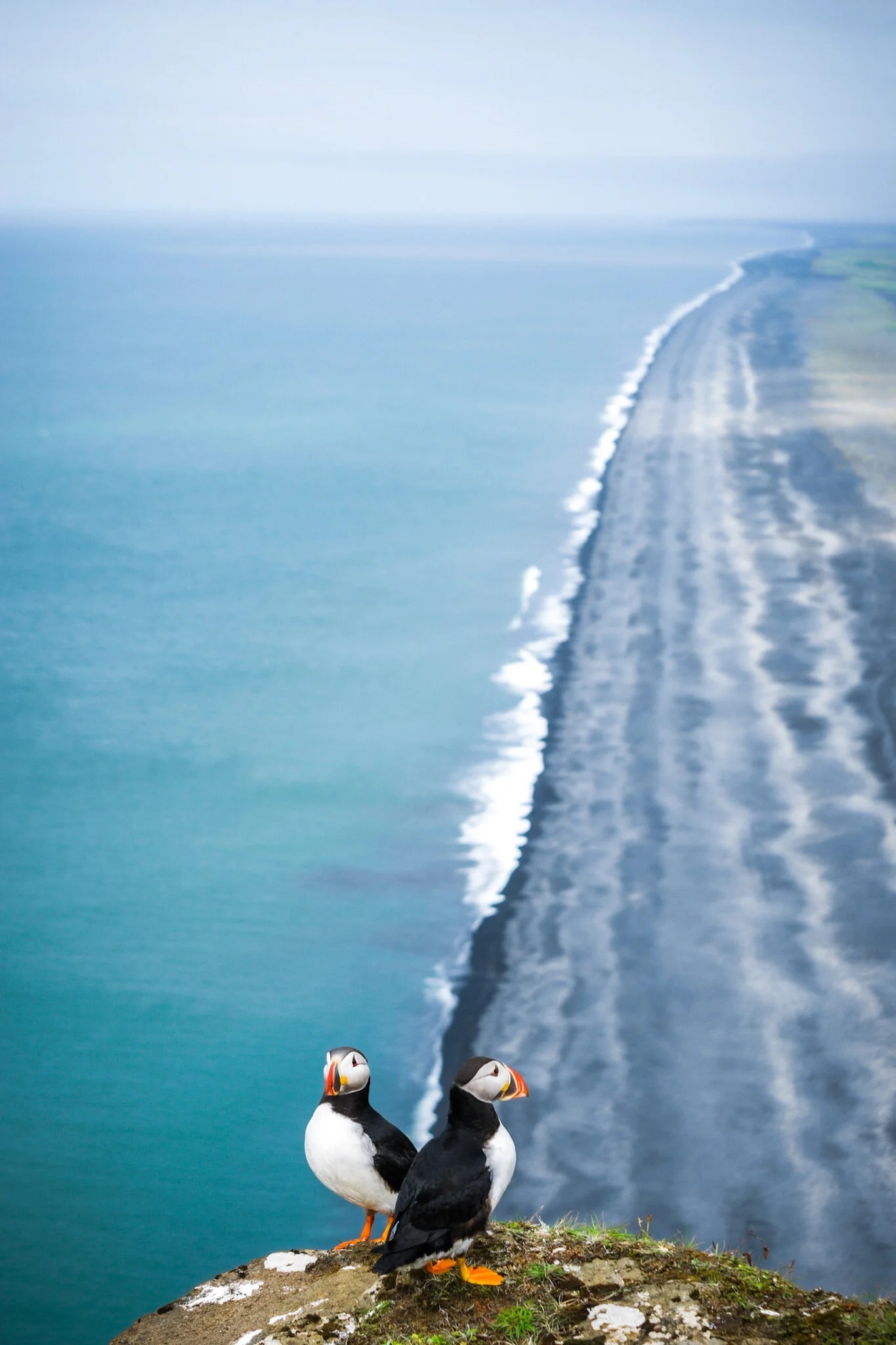 Two puffins stand on a cliff overlooking a black sand beach and ocean, with a winding coastline in the background.
