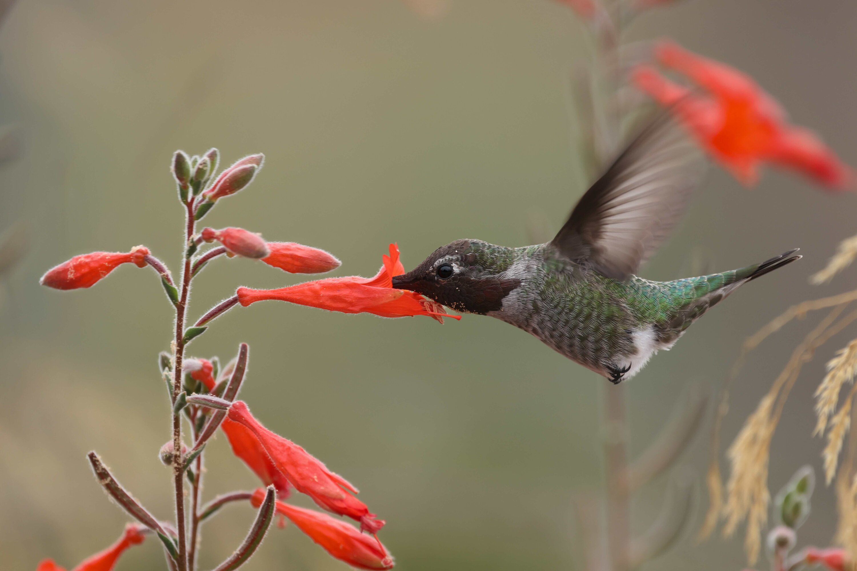 A hummingbird hovers near bright red flowers, extending its beak to feed while displaying its iridescent green feathers.