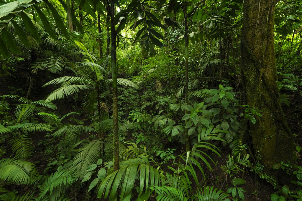 Lush green tropical rainforest filled with various plants and trees, showcasing dense foliage and vibrant greenery.