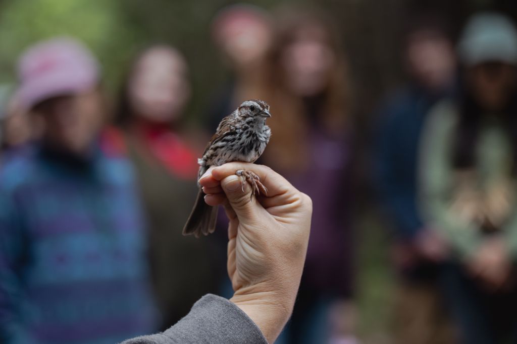 Song sparrow is perched in a person's hand.