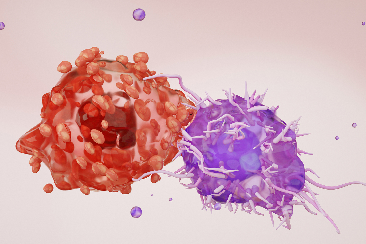 A 3D illustration of two immune cells, one red and bumpy and one purple with spiky projections, meeting against a soft pink background.