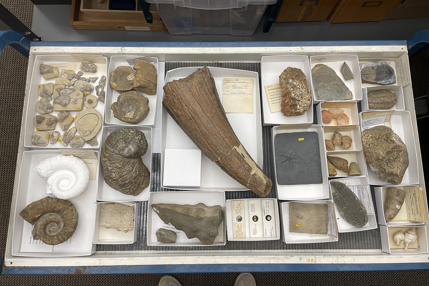 A drawer holds dozens of labeled fossil specimens, including ammonites, corals, shells, and a large curved tooth.