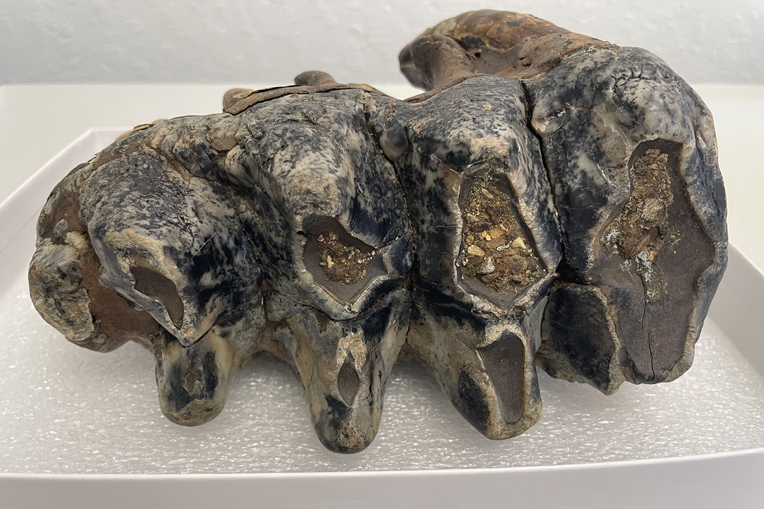 Large fossil mastodon molar with rounded cusps, mottled dark and pale surface, resting in white box.