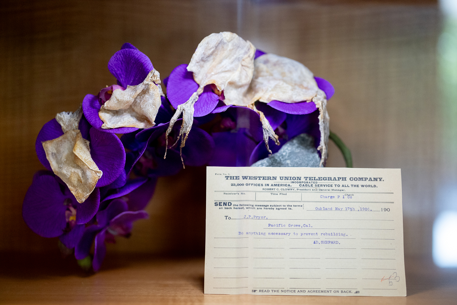 Dried squid pieces rest on purple orchids beside a typed vintage telegram in a display case.