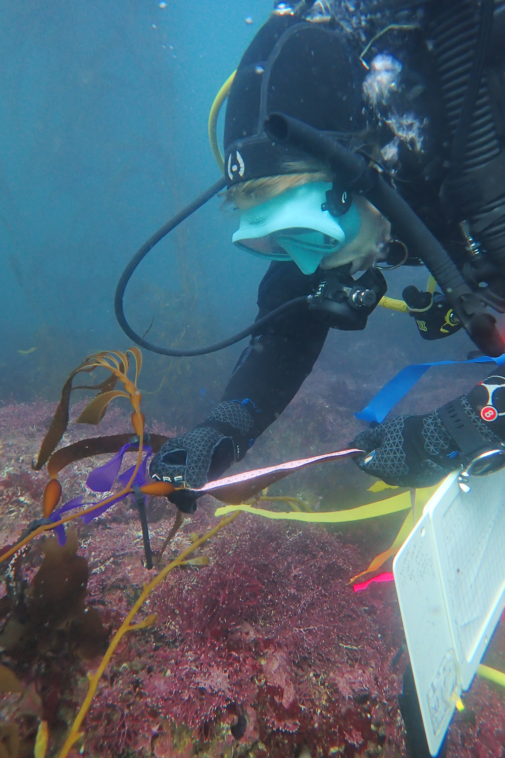 Diver in scuba gear measures a strand of young kelp on a rocky seafloor covered in red algae.