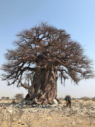 Two people standing under a baobab tree