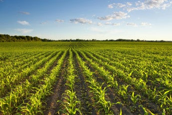 field of corn