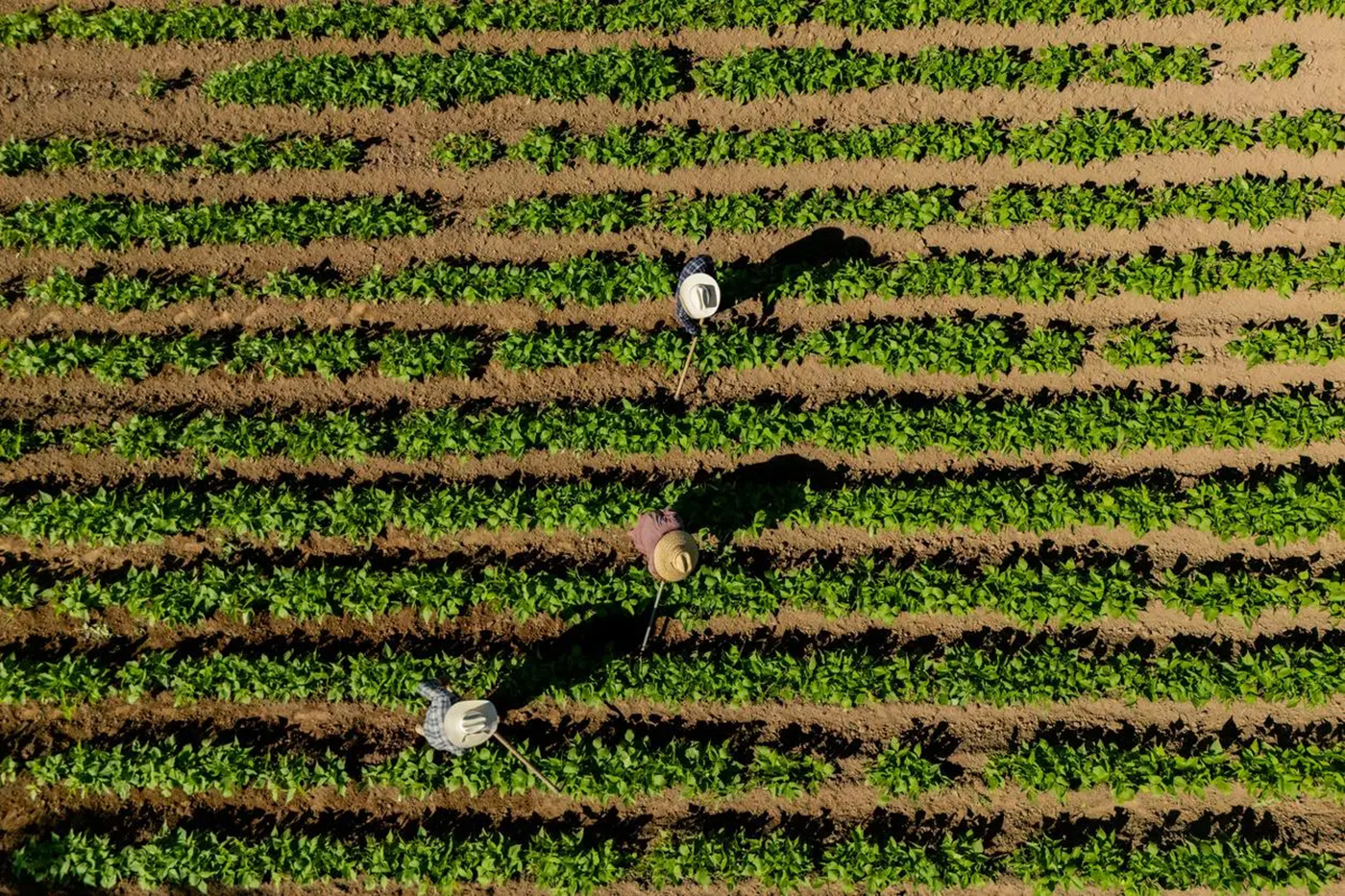 An aerial image of agricultural workers tilling soil.