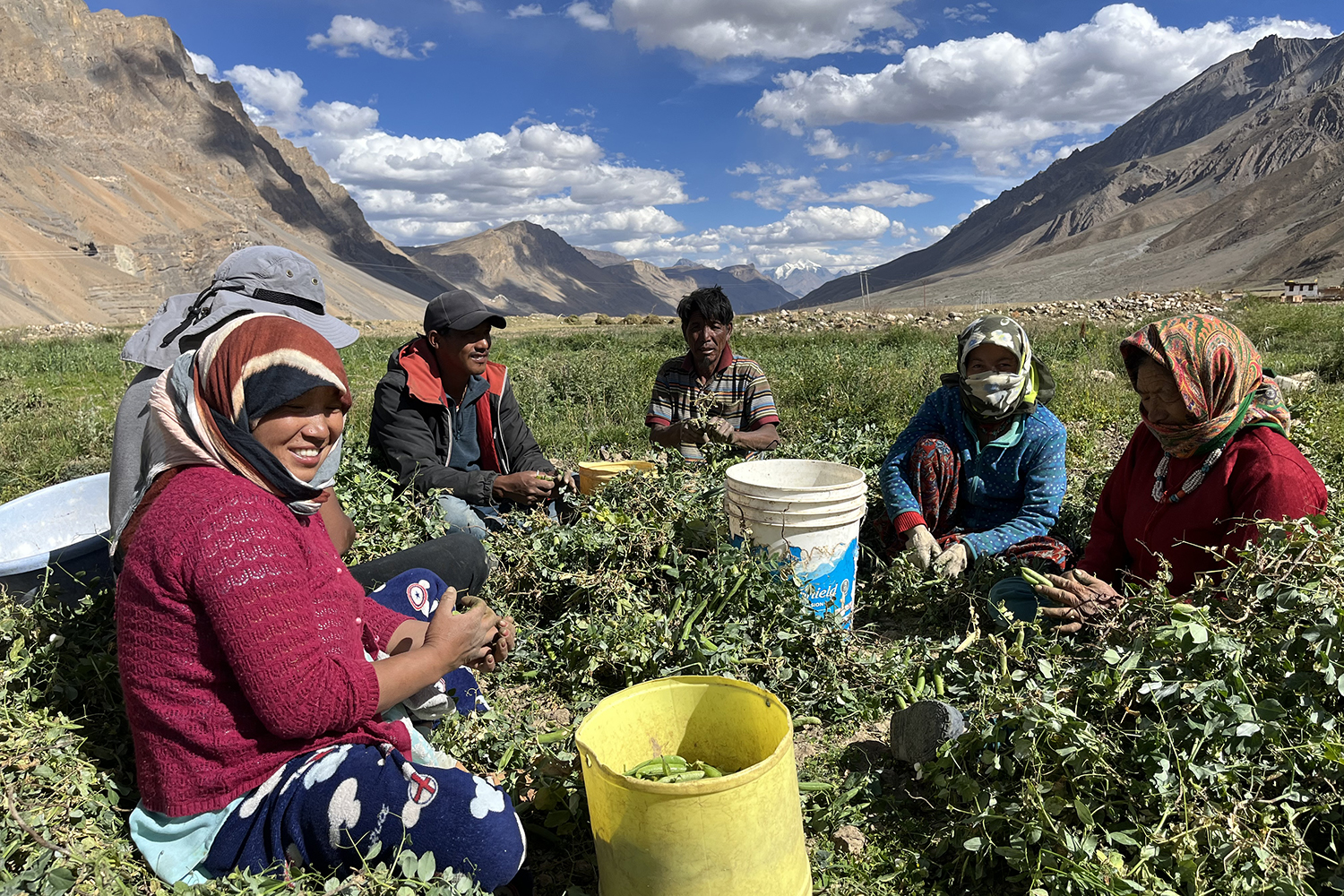 Image of farmers harvesting green peas during an interview in village Hul, Himachal Pradesh, India.