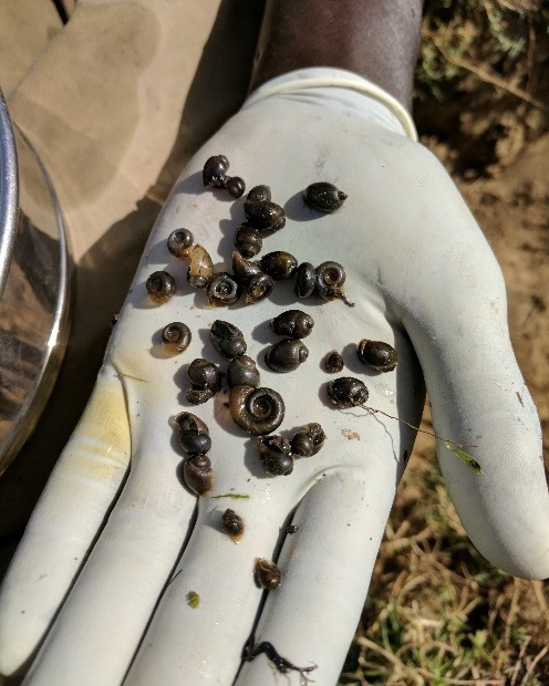 A gloved hand holds a collection of small dark snails.