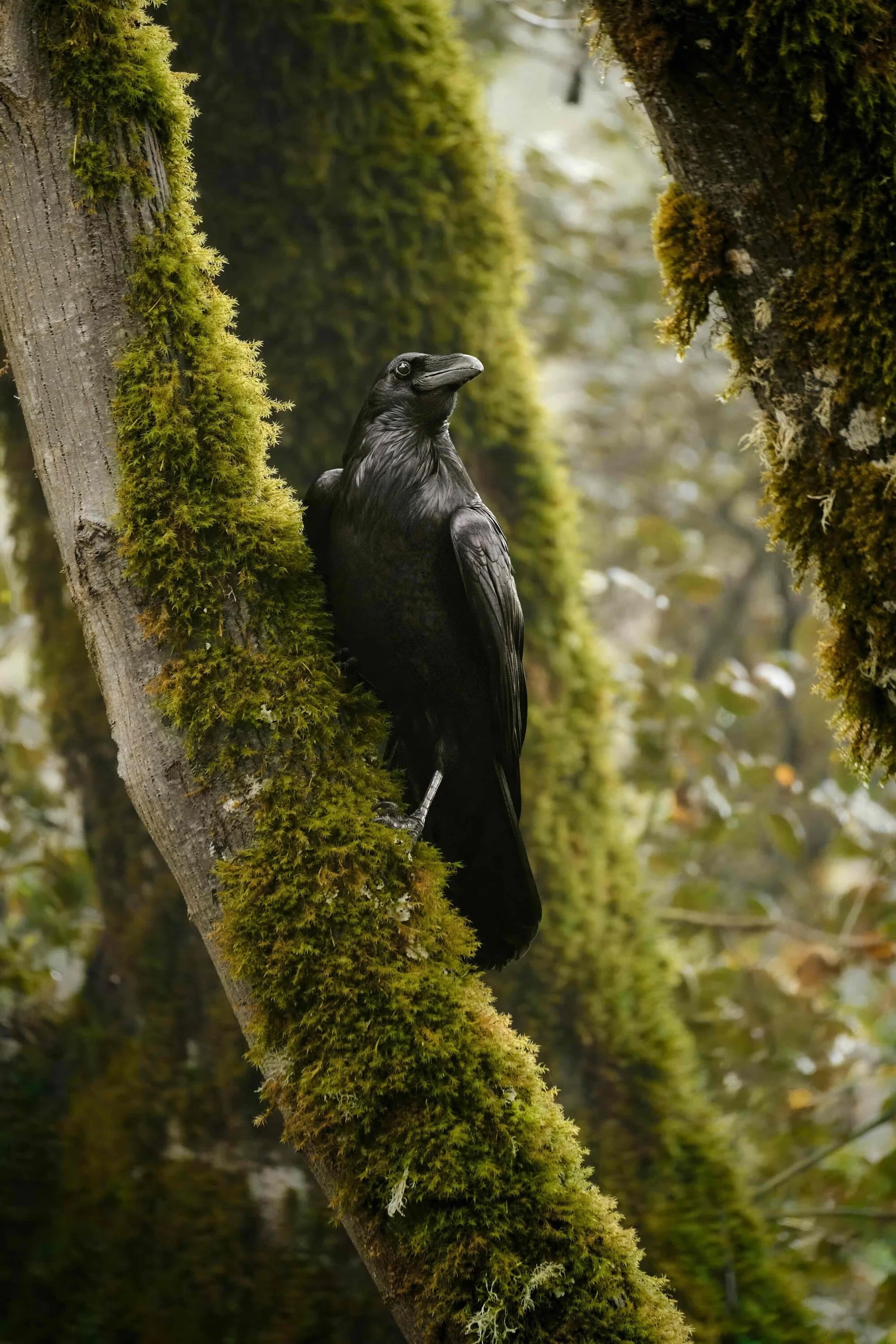 A raven perches on a moss-covered tree trunk in a misty forest, showcasing its glossy black feathers.