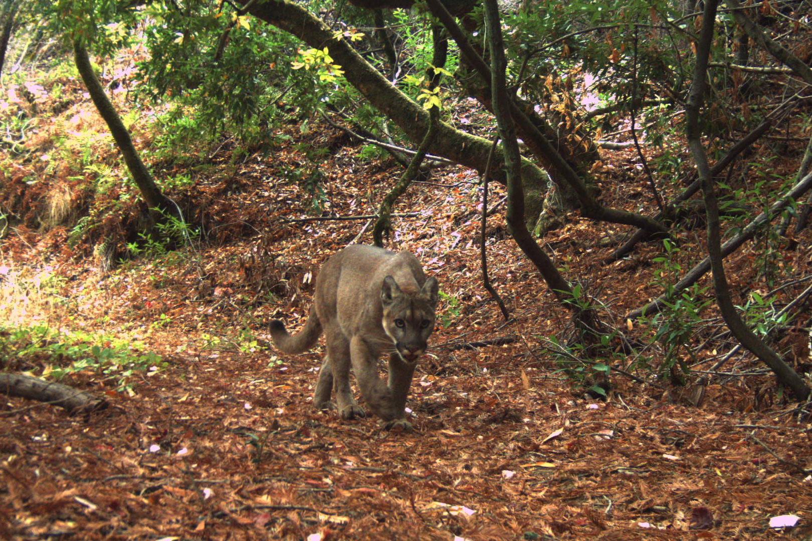 Mountain lion walking over leaf litter through a forest.