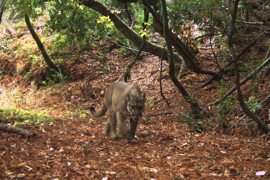 Mountain lion walking over leaf litter through a forest.