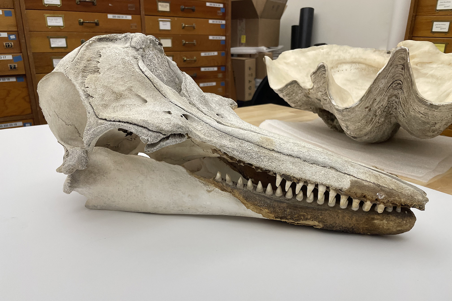 A fossilized dolphin skull with visible teeth sits on a table near a large clam shell in a collection room.