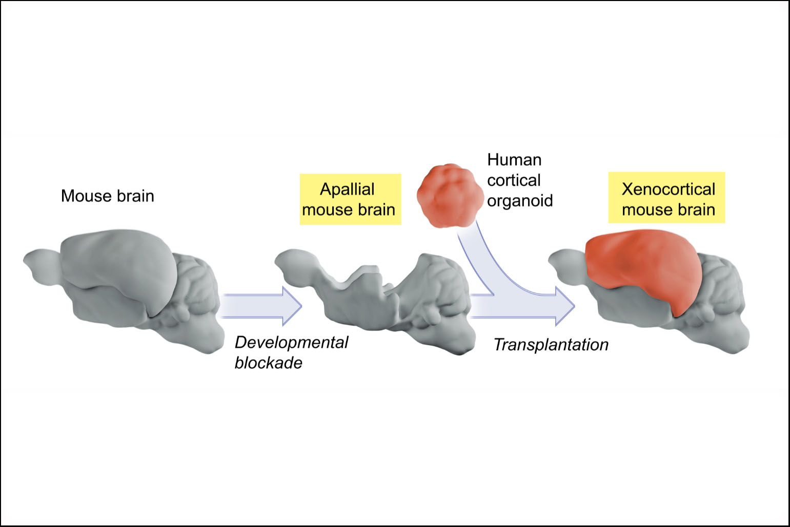 Diagram: mouse brain loses cortex via developmental blockade, then receives a human cortical organoid, forming a xenocortical brain.