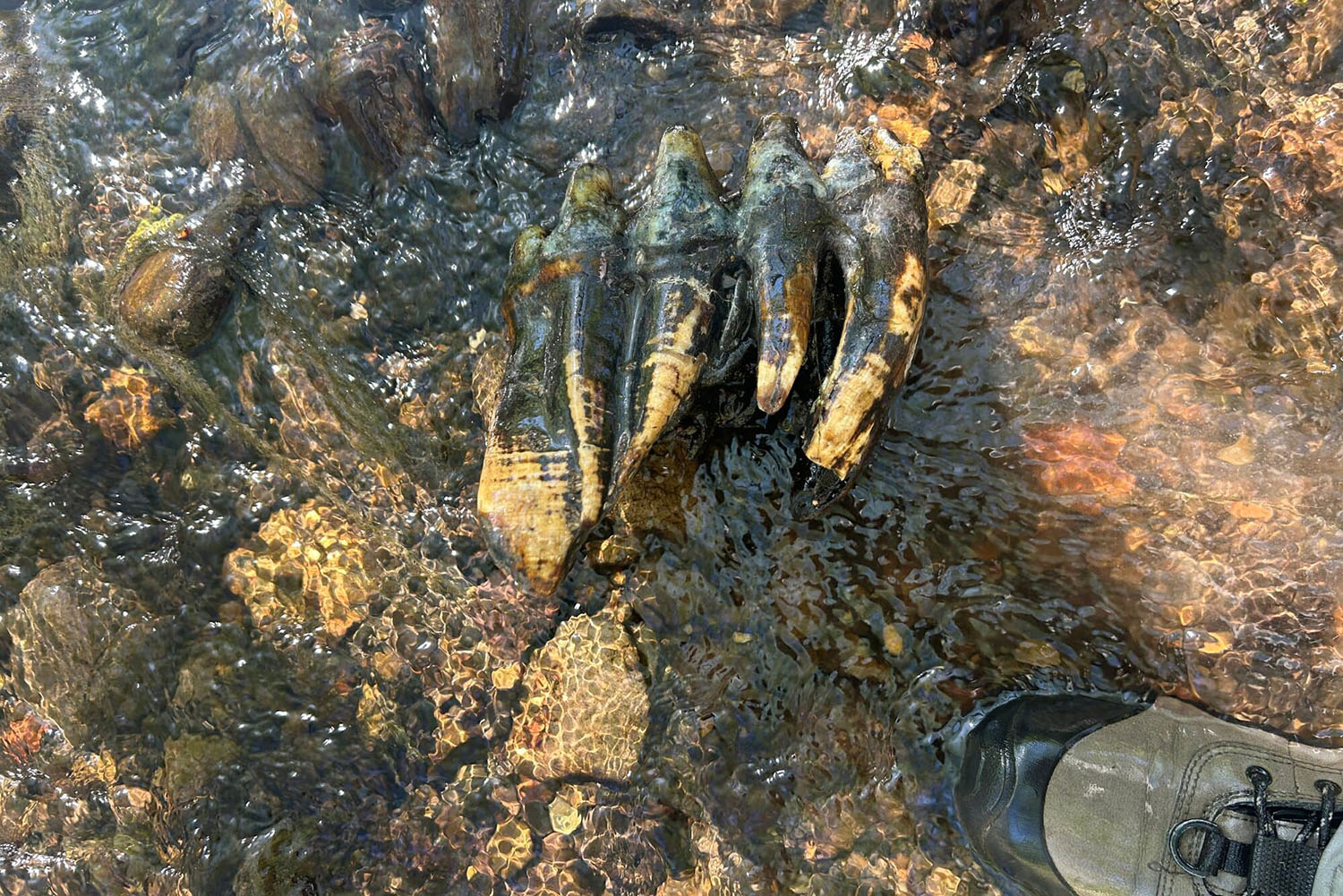 Fossil tooth with four tall cusps lying in shallow clear creek water beside a hiking boot.