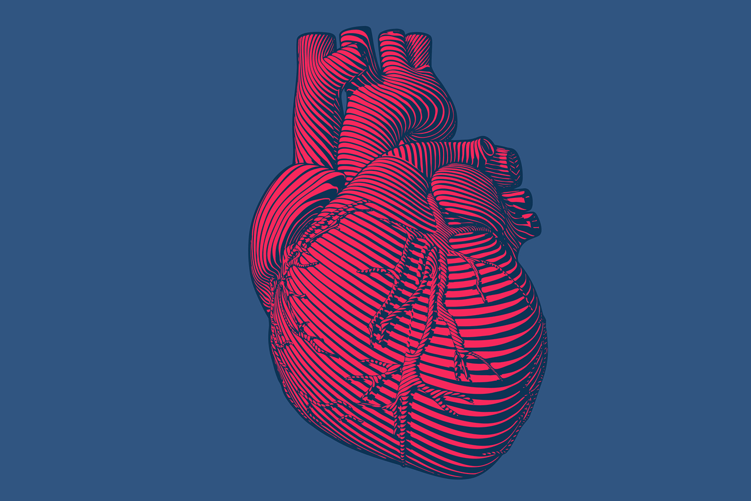 Illustration of a human heart drawn in red engraved stripes against a flat blue background.
