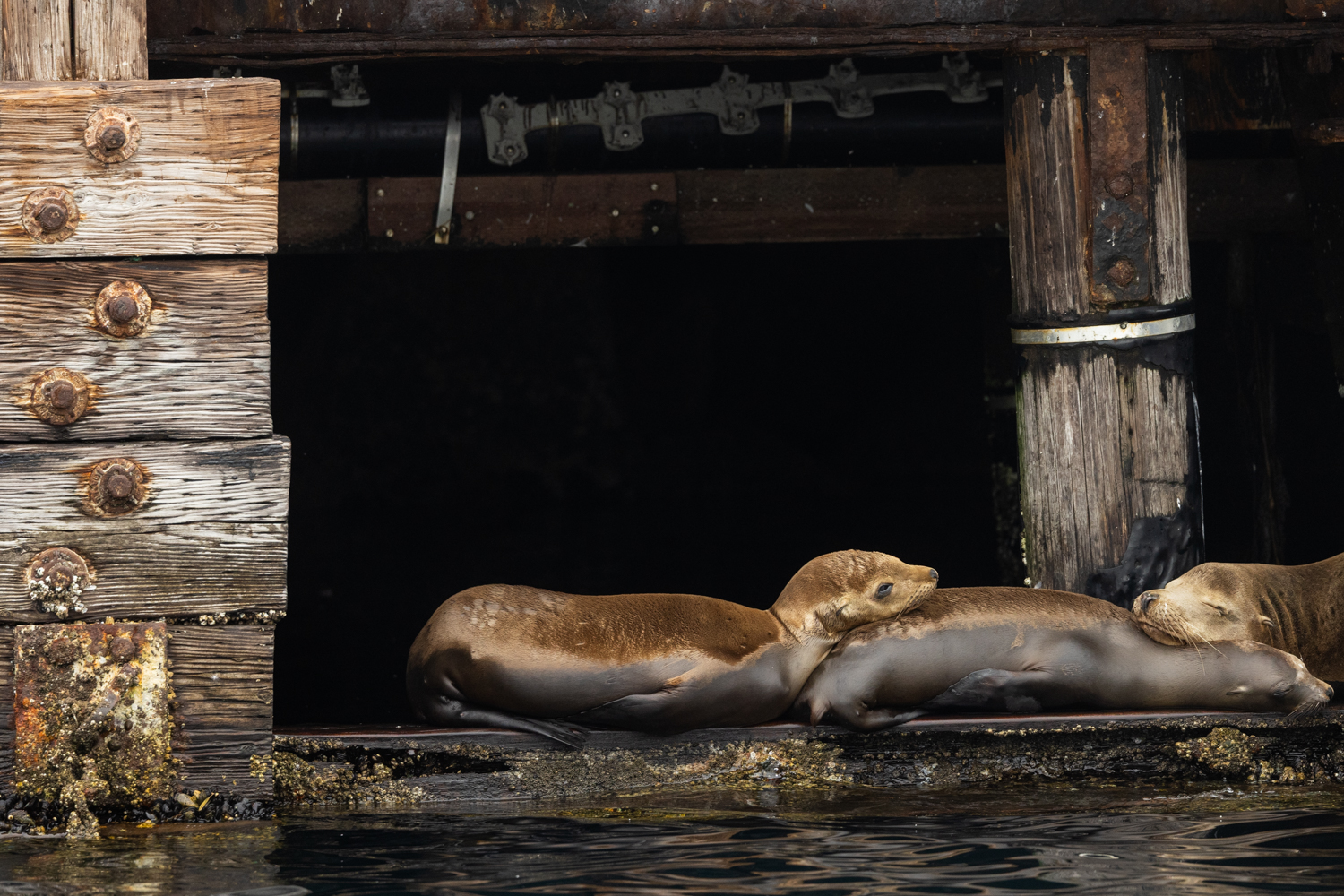 Three sea lions rest together on a dark wooden dock beneath pilings.