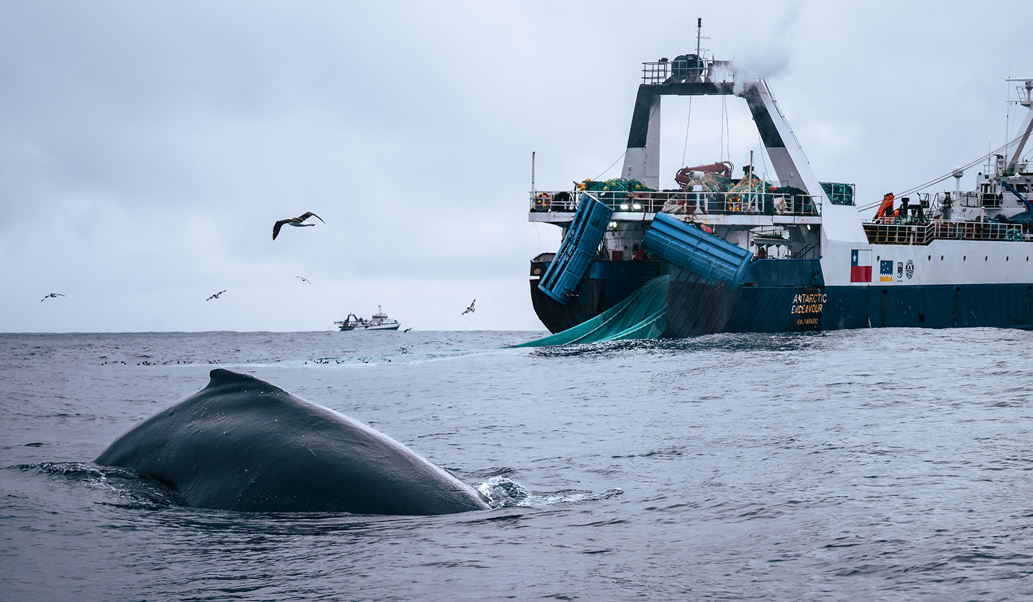 Krill harvesting threatens whale recovery | Stanford Report