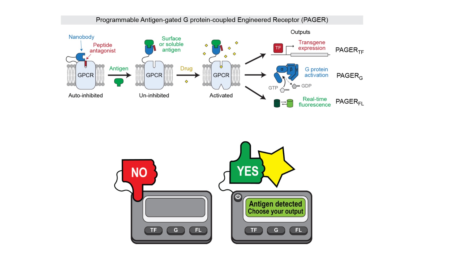 Schematic that shows how PAGER adds extra controls to G protein-coupled receptors. 