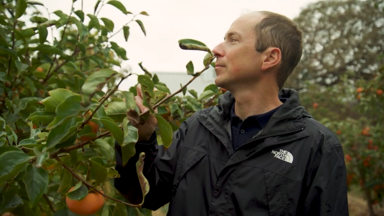 David Lobell looks into the branches of a persimmon tree. 