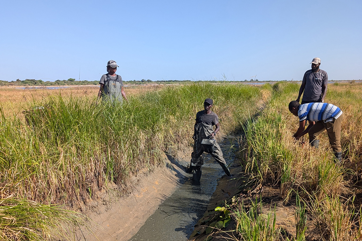 Four individuals work in a grassy field near a water channel, engaged in agricultural activities under clear blue skies.