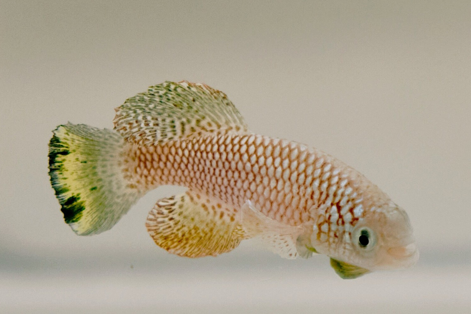 Small fish with brown and green patterned scales and fan-shaped fins against a plain background.