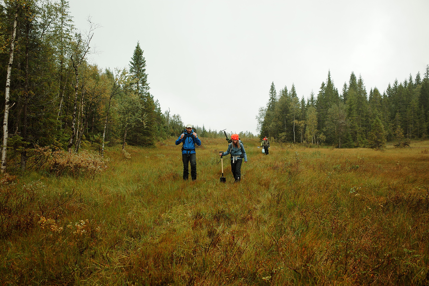 Four hikers walk through tall grass in a forest clearing.