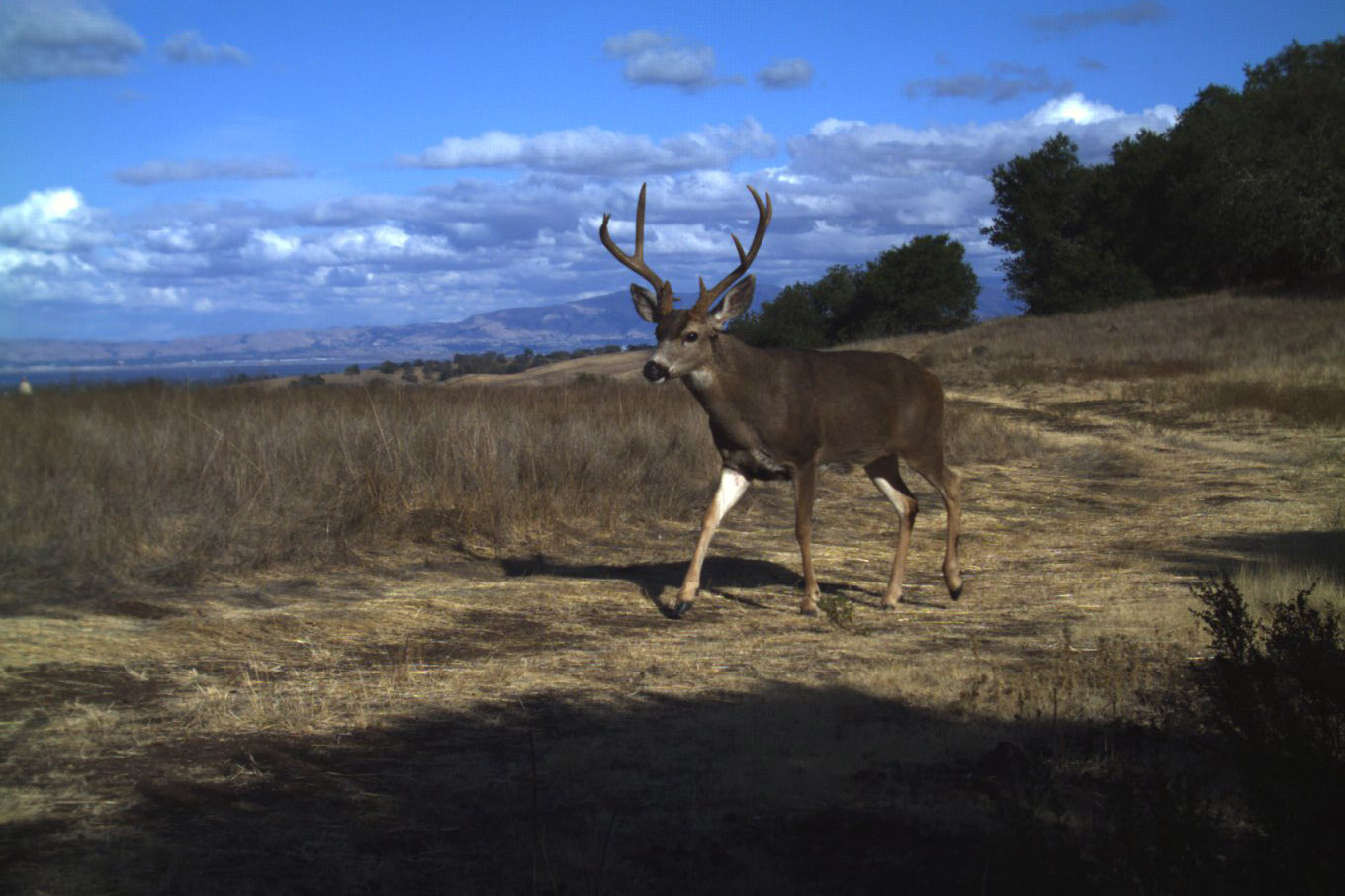 Buck with antlers walking across a dry grassland hillside under a blue sky with scattered clouds.