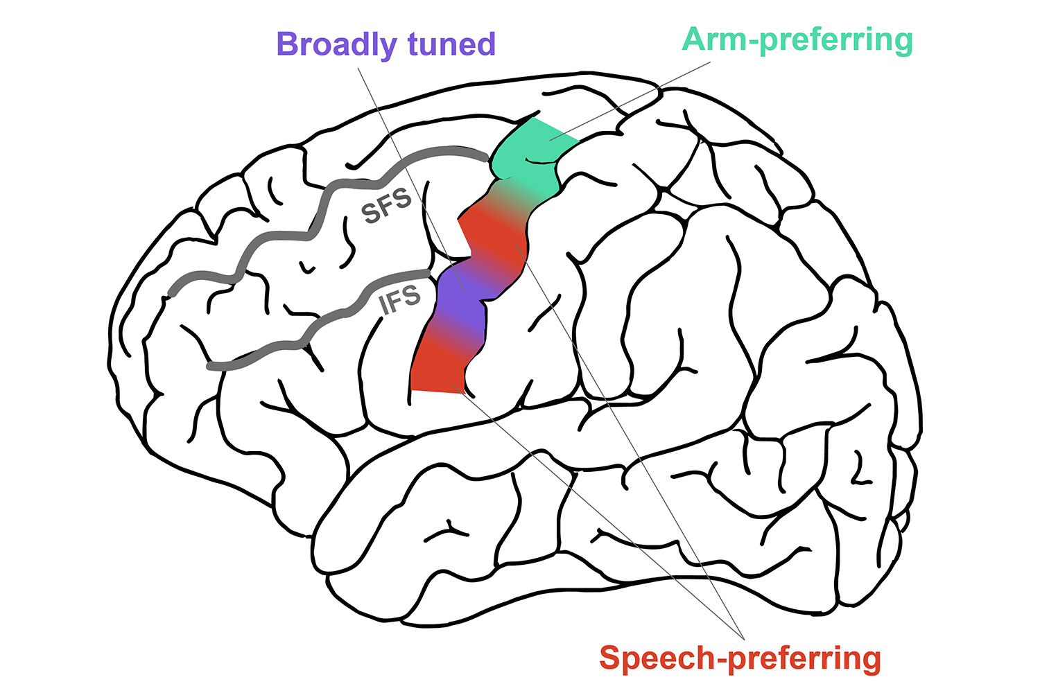 Diagram illustrating different brain areas identified for arm, speech, and broad tuning preferences, marked with color-coded regions and labels.