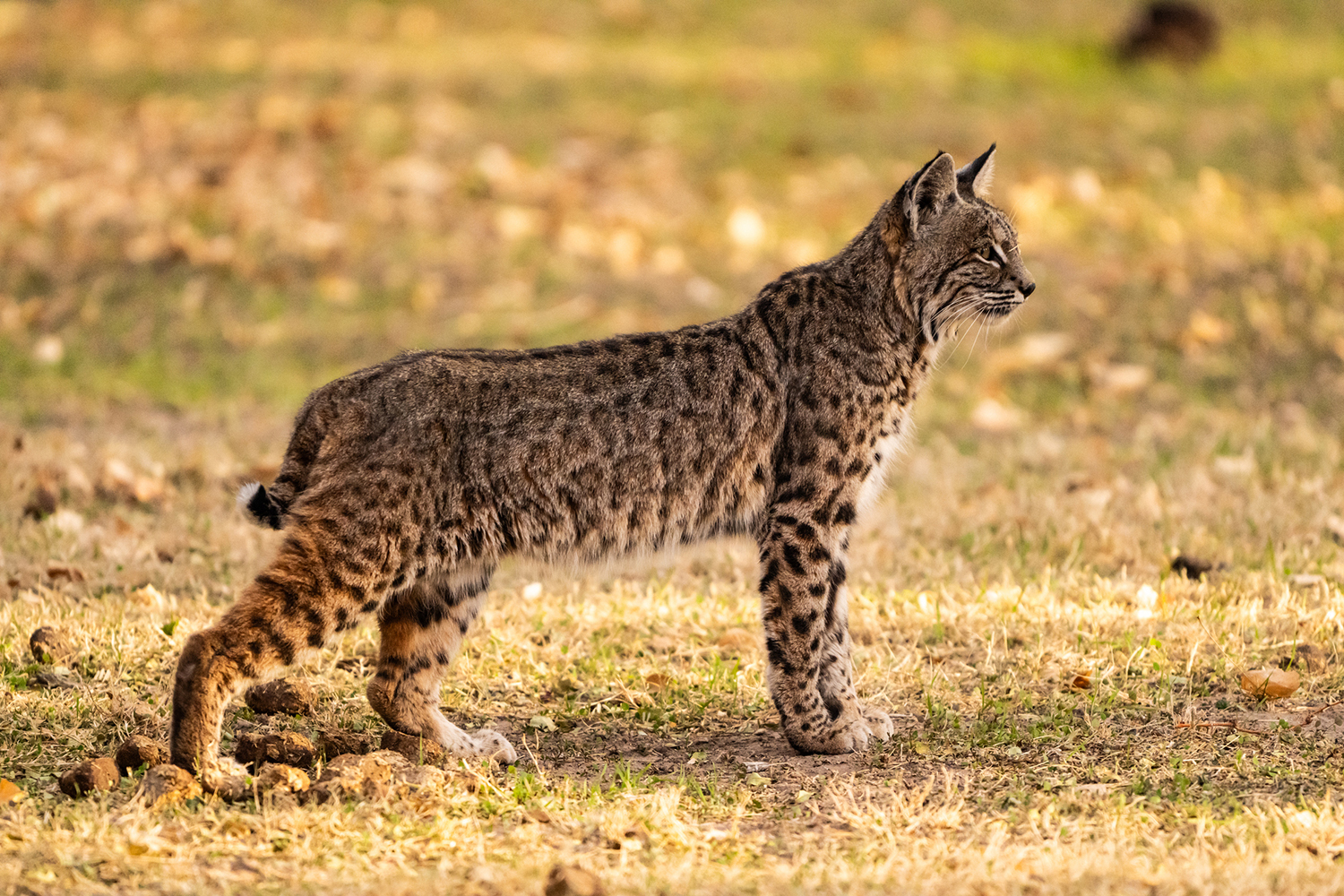 A bobcat with a spotted coat and short tail stands in profile on dry, patchy grass, looking to the side.