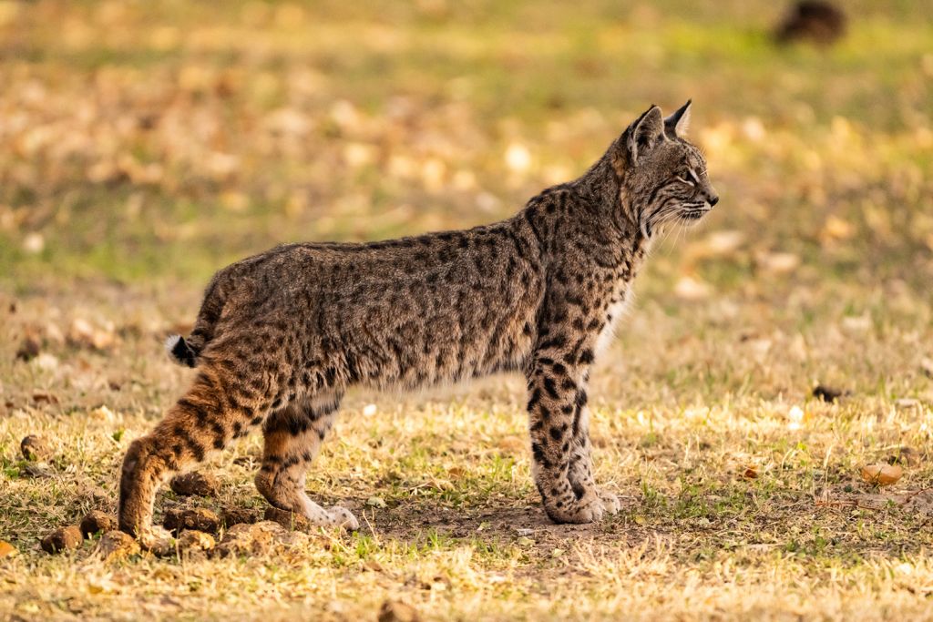 A bobcat with a spotted coat and short tail stands in profile on dry, patchy grass, looking to the side.