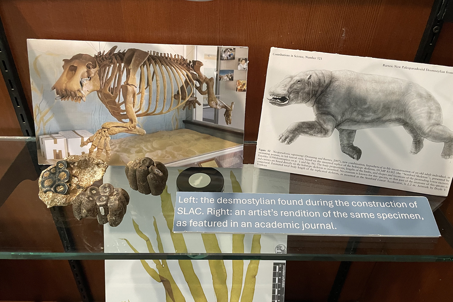 A mounted skeleton photo, an illustration, and fossil teeth show a marine mammal found during construction work.