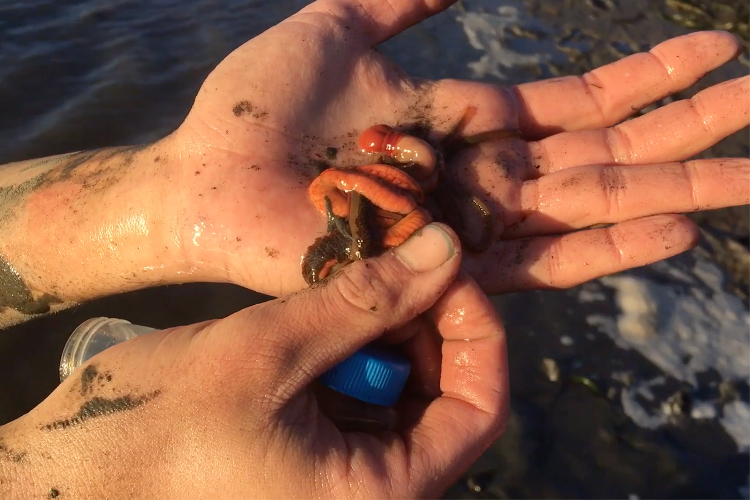 A person holds a slimy red-brown worm in their hand, with muddy surroundings and in dimming light.