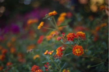 Campus flowers