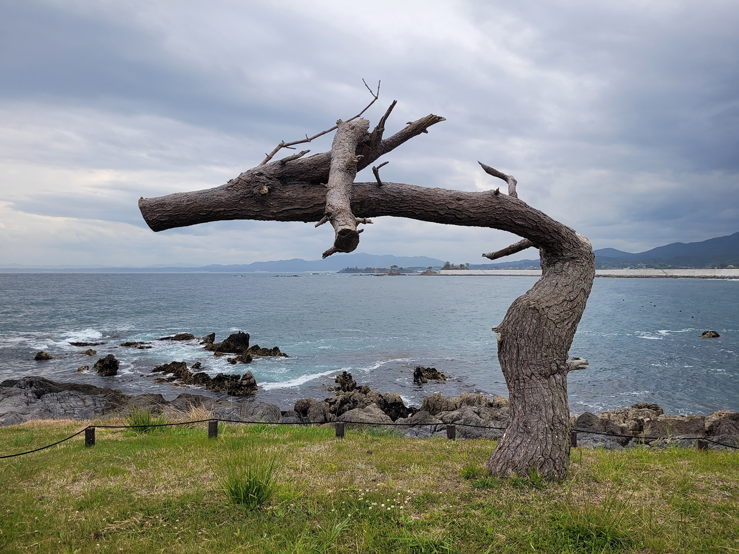 Photo of the dragon tree growing along the coast of Kesennuma, Japan.