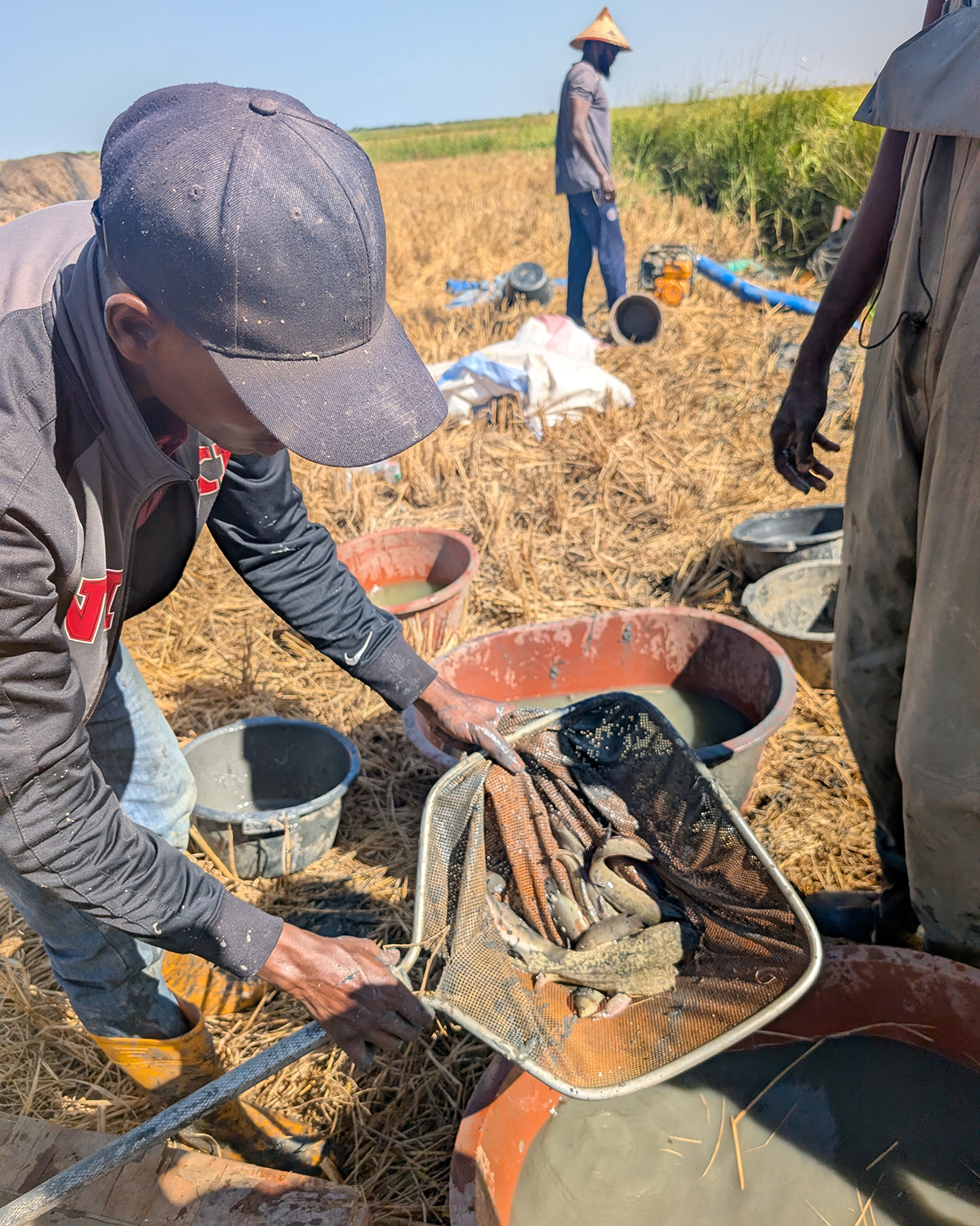 A person uses a net to lift a catch of catfish from a container in a field, surrounded by various buckets.