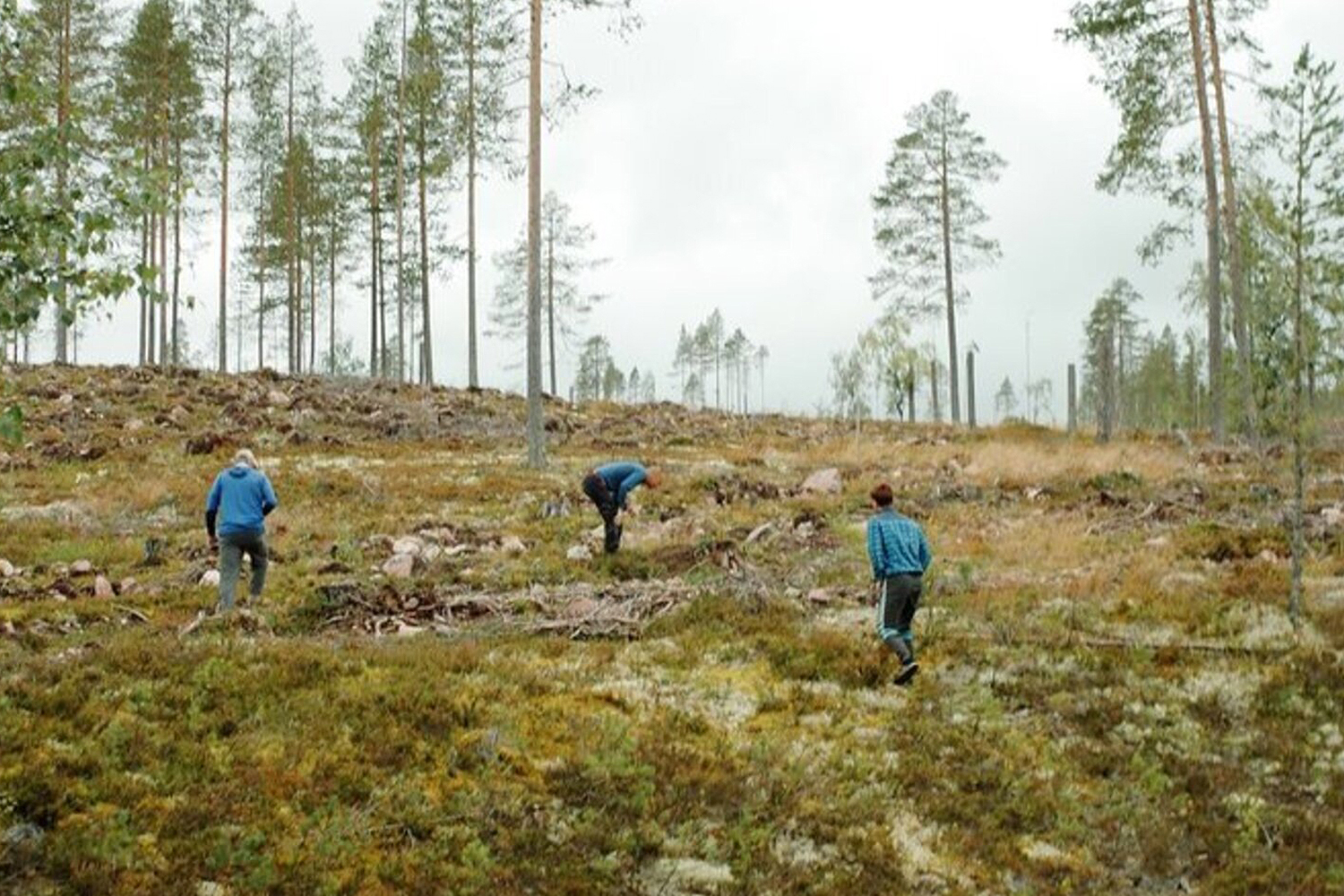 Three individuals in blue jackets in a recently cleared forest area with sparse trees and rocky terrain.