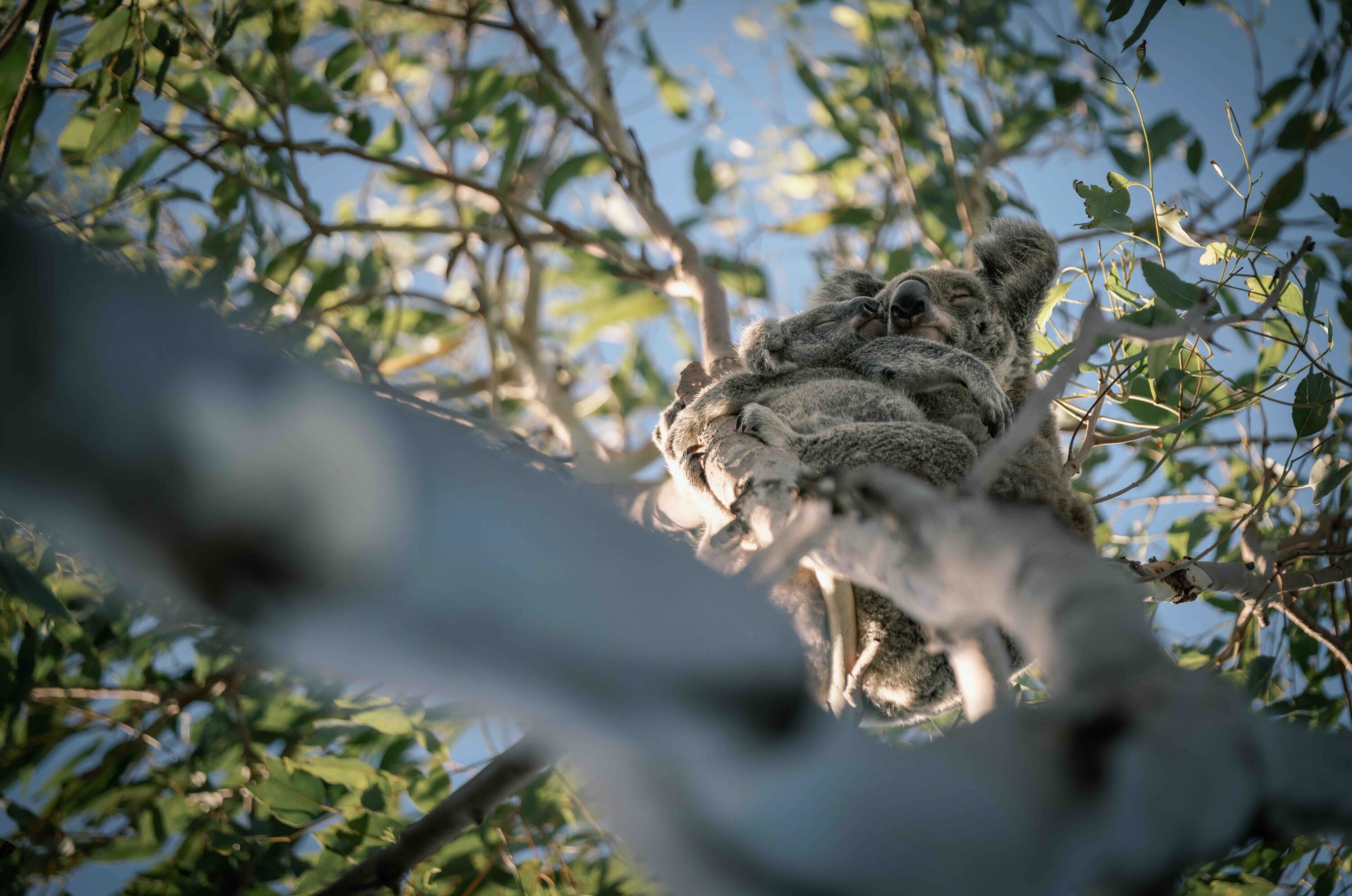 Two koalas cuddle in a eucalyptus tree, surrounded by leaves, while resting comfortably on a branch.
