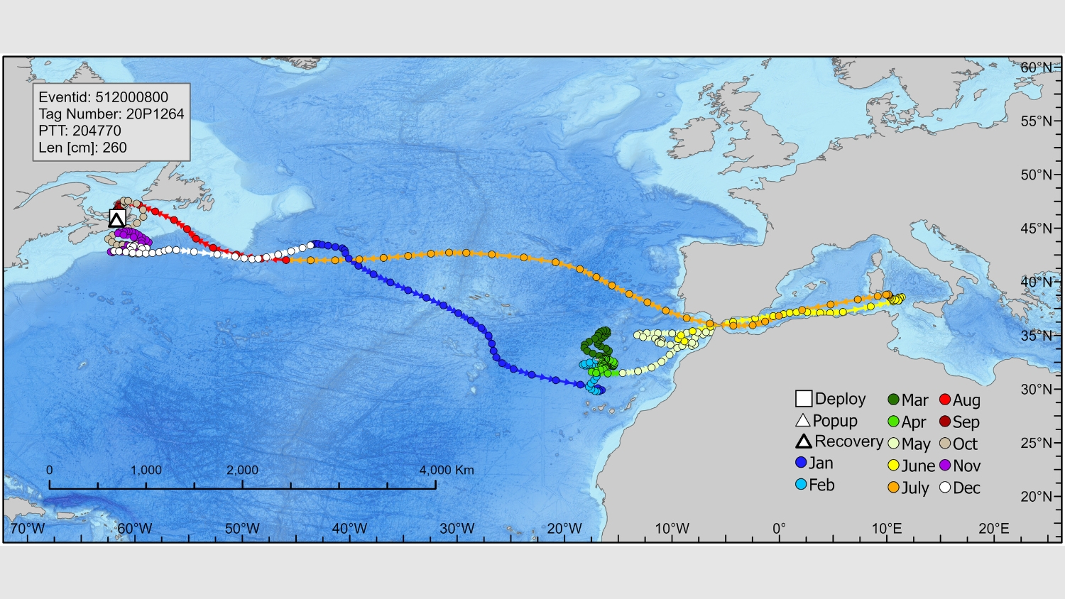 A map showing the migratory path of a tagged fish, marked with colored dots representing months and locations across the Atlantic Ocean.