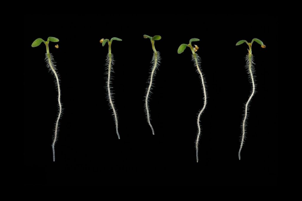 Five small seedlings with roots and leaves, arranged in a line against a black background.