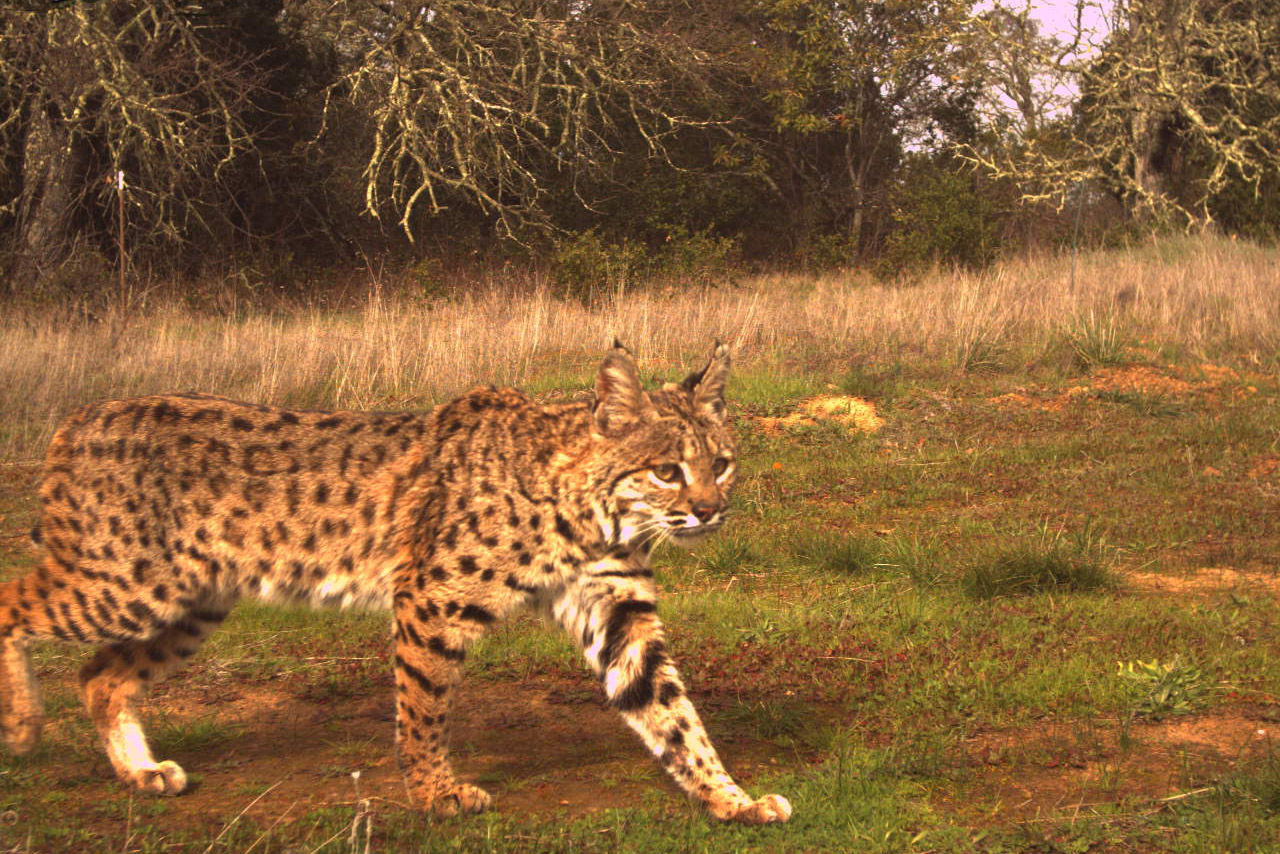 Bobcat walking through a grassy field with trees in the background.
