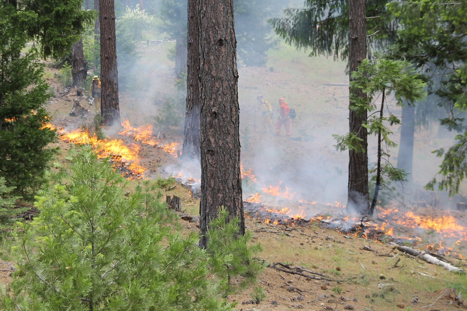 Prescribed fire in a California forest