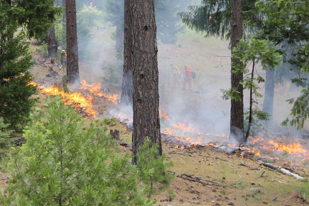 Prescribed fire in a California forest