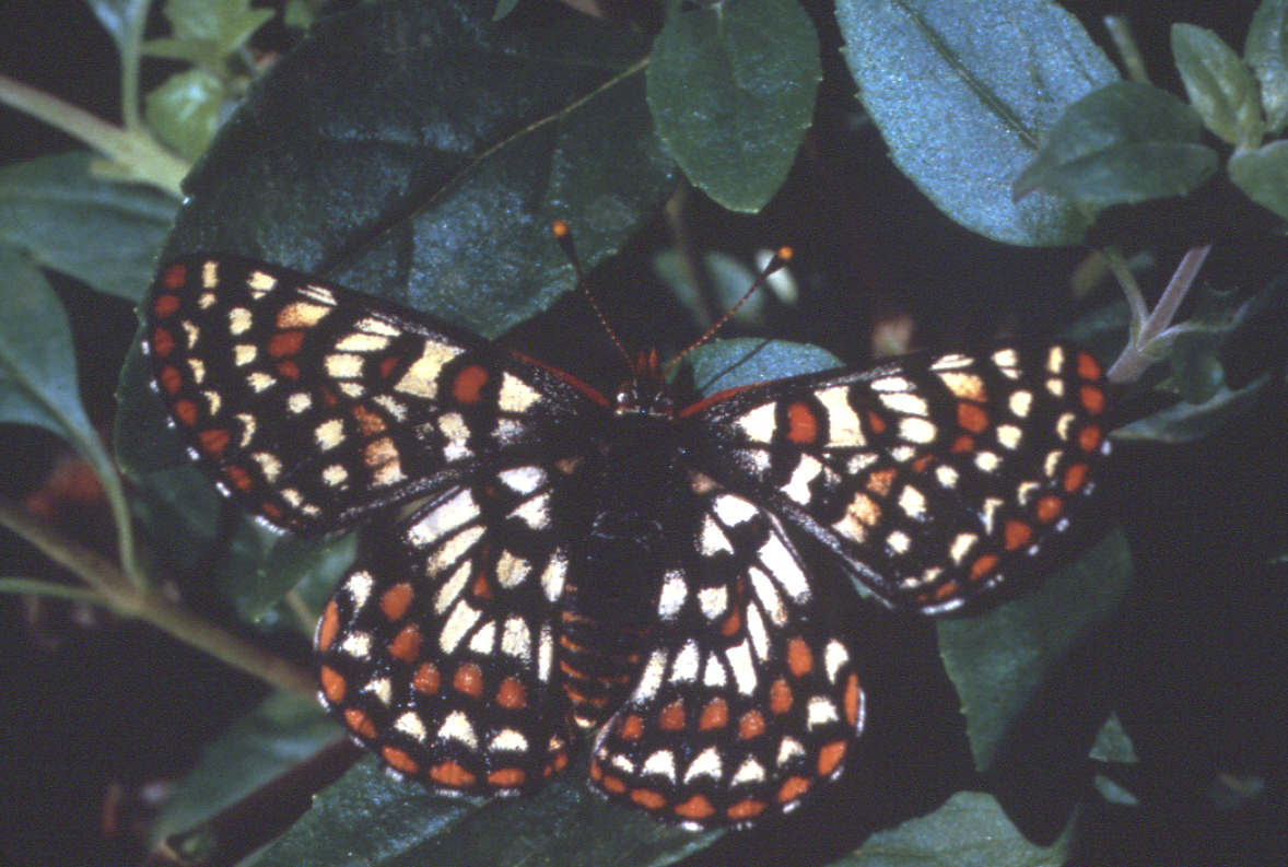 Closeup of Edith's checkspot butterfly