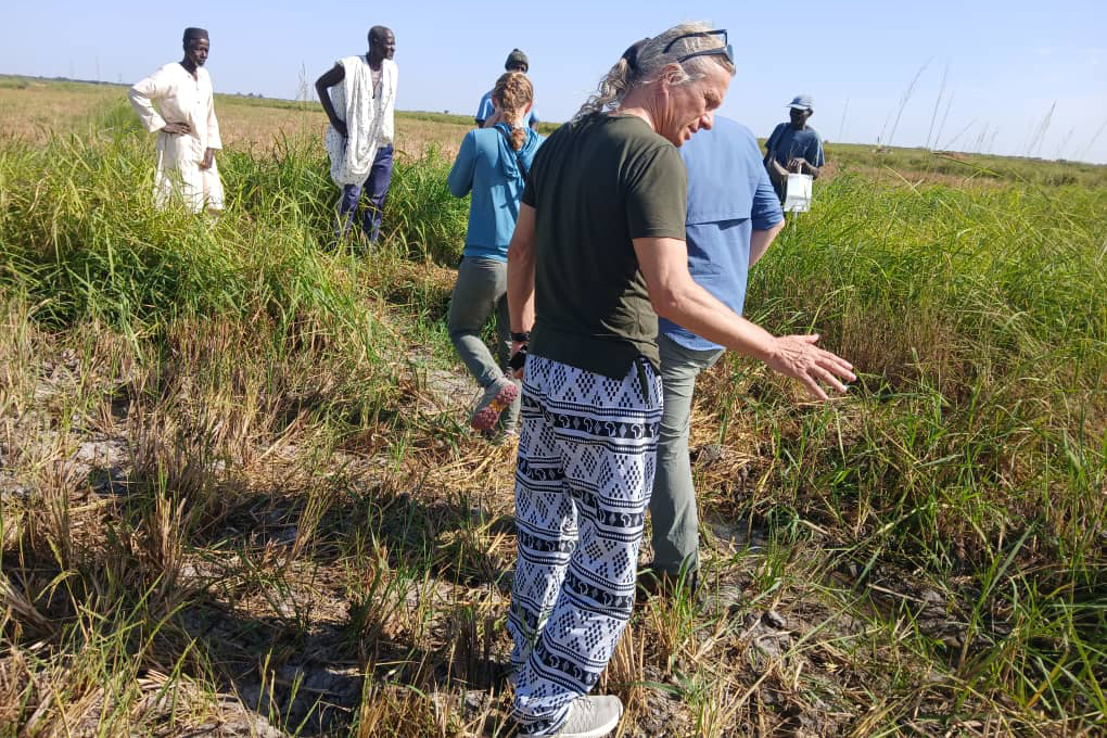 A group of people stands in a rice paddy, discussing and observing the surroundings on a sunny day.