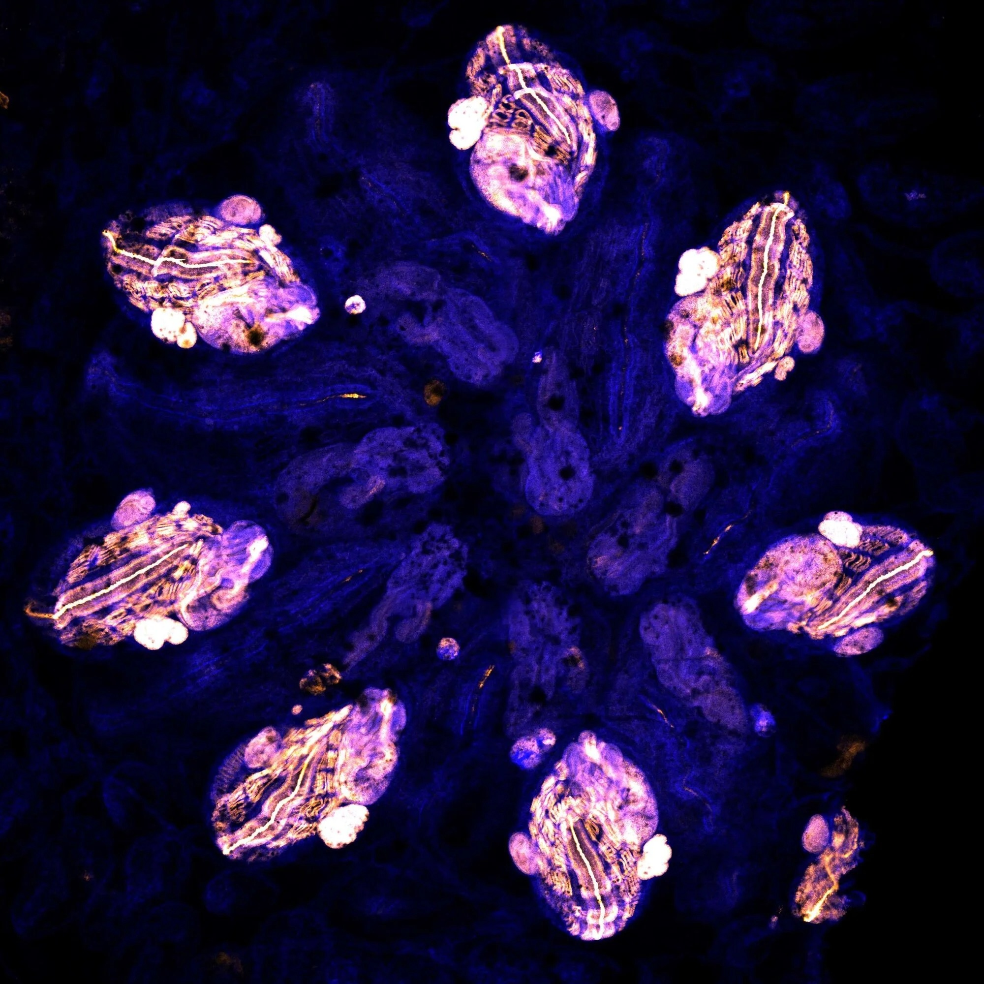 This microscopic image shows glowing cells arranged in a circular pattern, highlighting their unique structures amid a dark background.