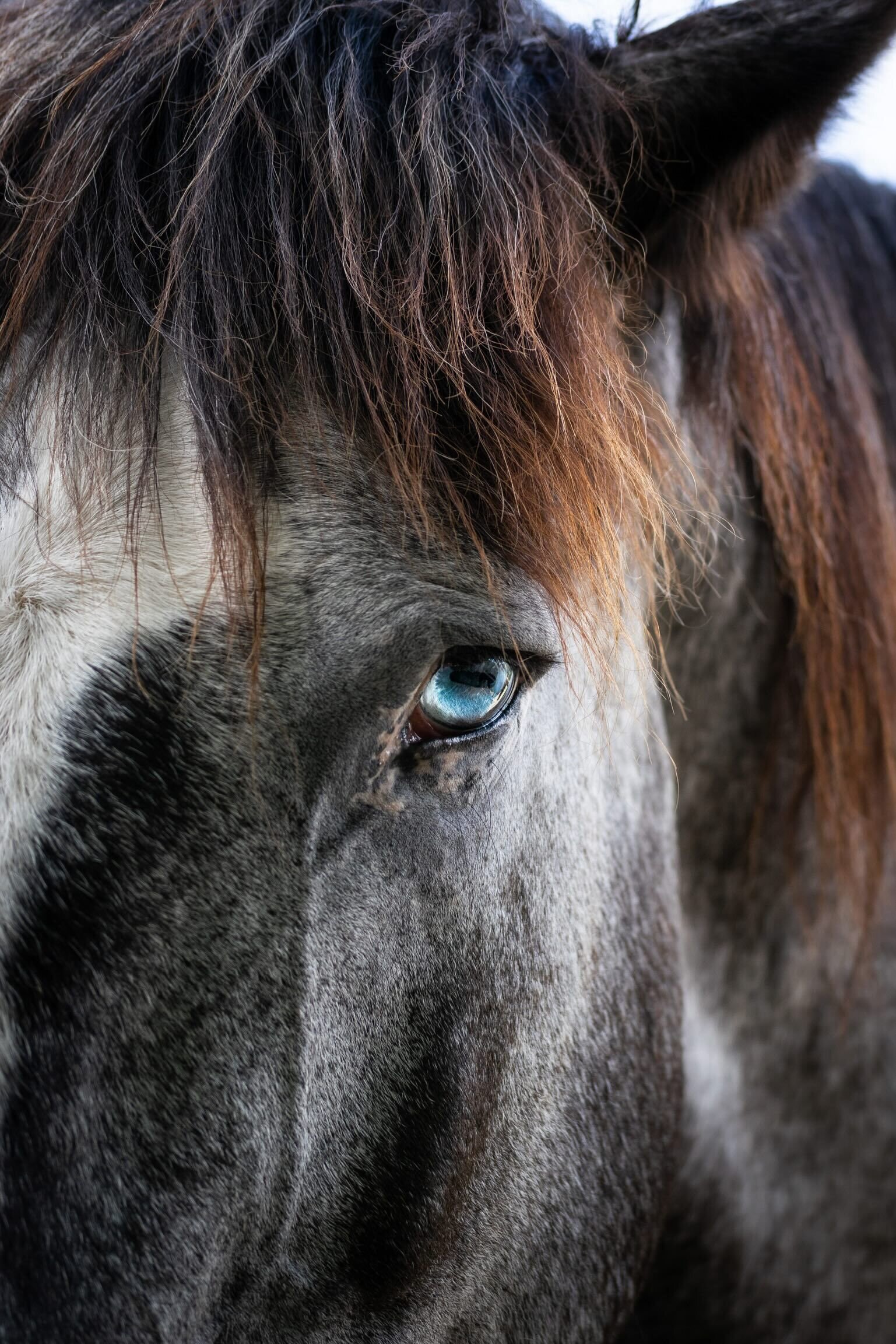 A close-up of a horse's face reveals its expressive blue eye and textured gray coat with a hint of brown highlights.