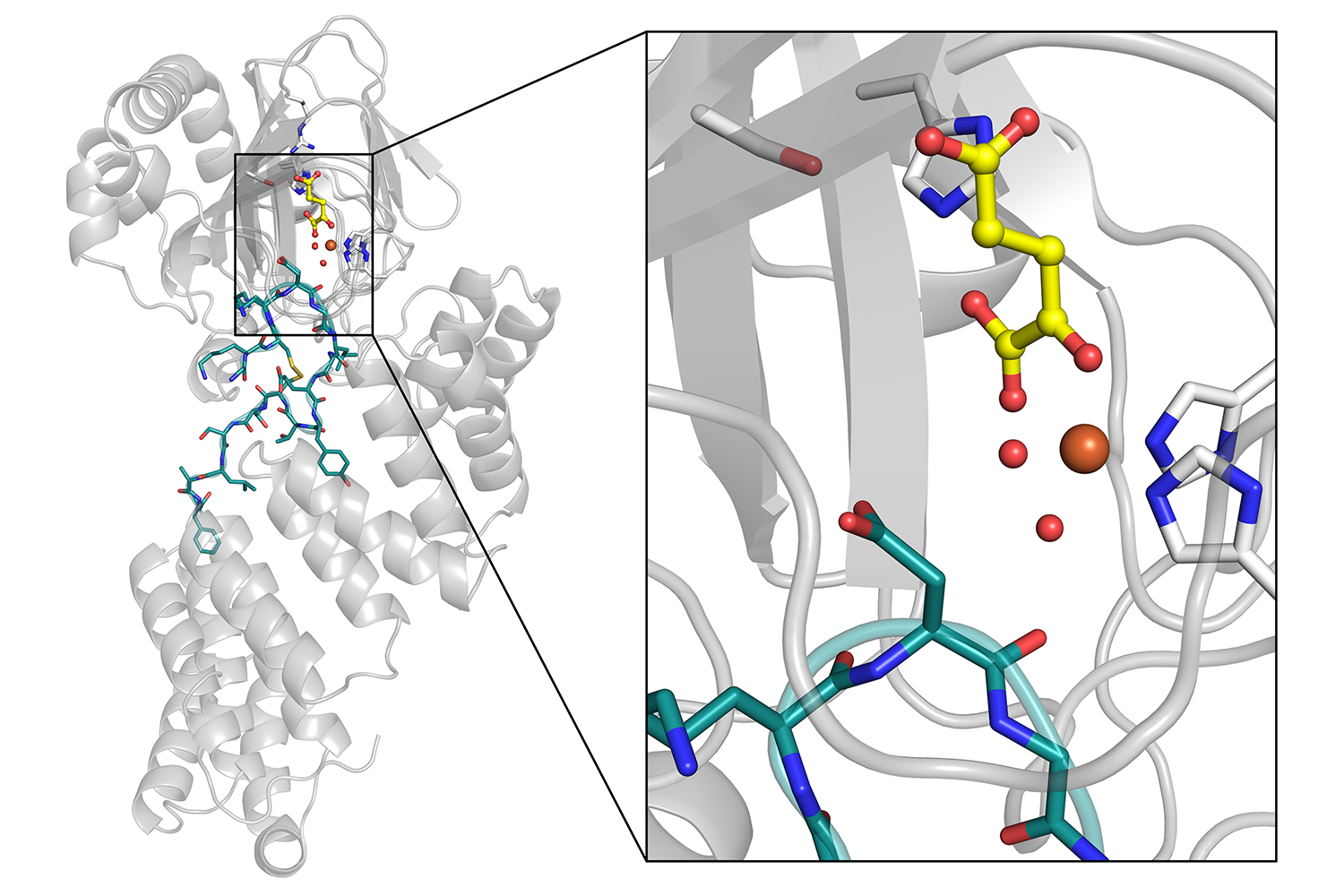 A protein structure diagram with a ribbon model on the left and a zoomed-in view of a yellow molecule bound in its active site on the right.